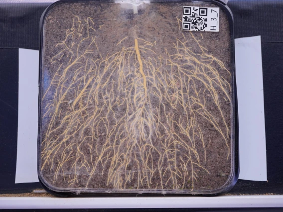 rhizobox