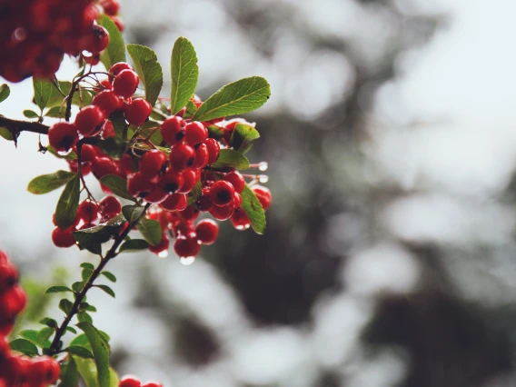 TD Nov Dec 2024 winter berries