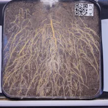 rhizobox